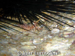 Dancing shrimp in Urchin on the hull of the wreck of a mi... by Iain Lumsden 